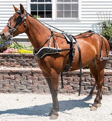 gallery img
